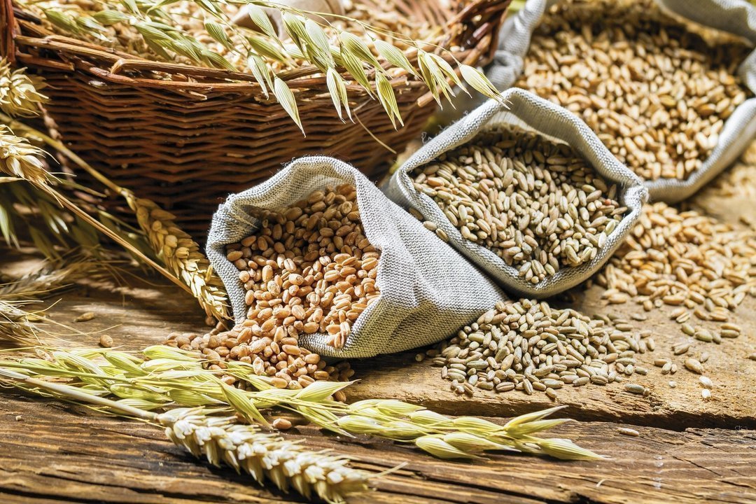 Зерна потрібно все більше: вирощування пшениці та ячменю згідно нашого бізнес-плану буде приносити прибуток багато років